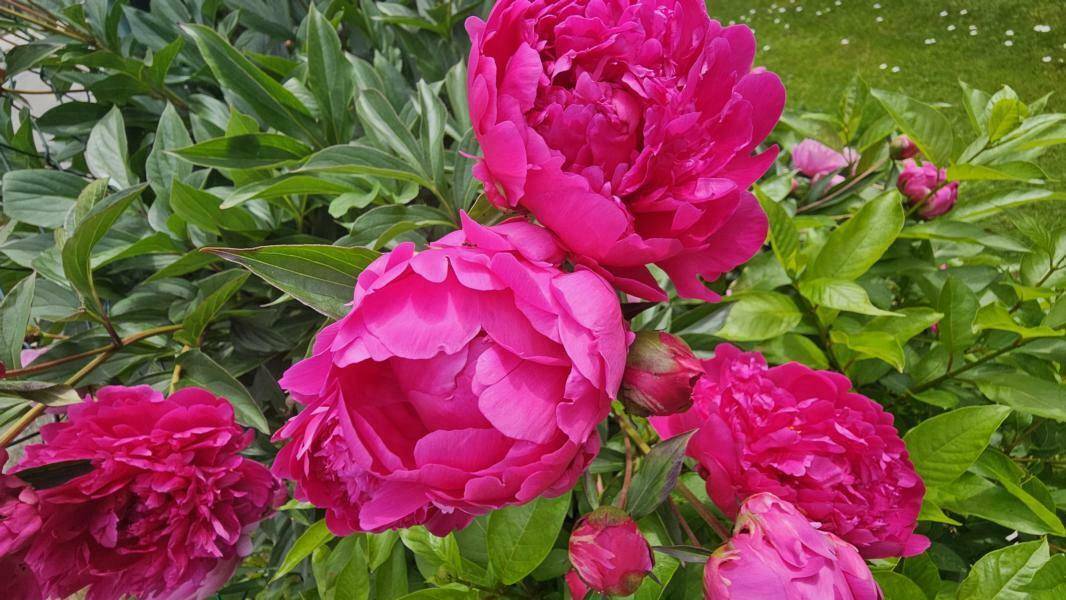 Blumenparadies