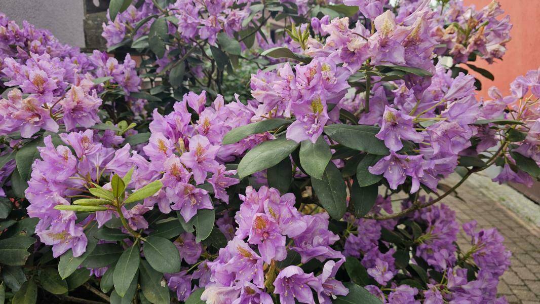 Blumenparadies im Garten