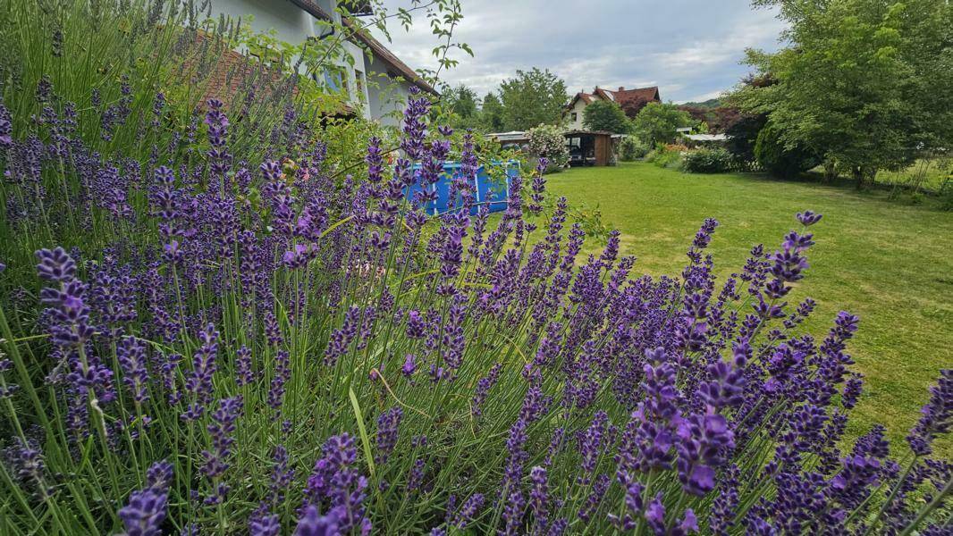 Blühender Lavendel im Vordergrund mit Blick auf den grünen Garten und das Haus.