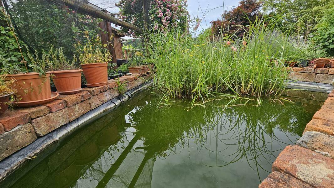Idyllischer Gartenteich mit üppiger Bepflanzung und Ziegelumrandung.