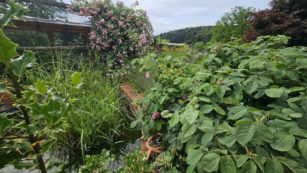 Naturnaher Gartenteich umgeben von vielfältiger Bepflanzung und einem Rosenstrauch.