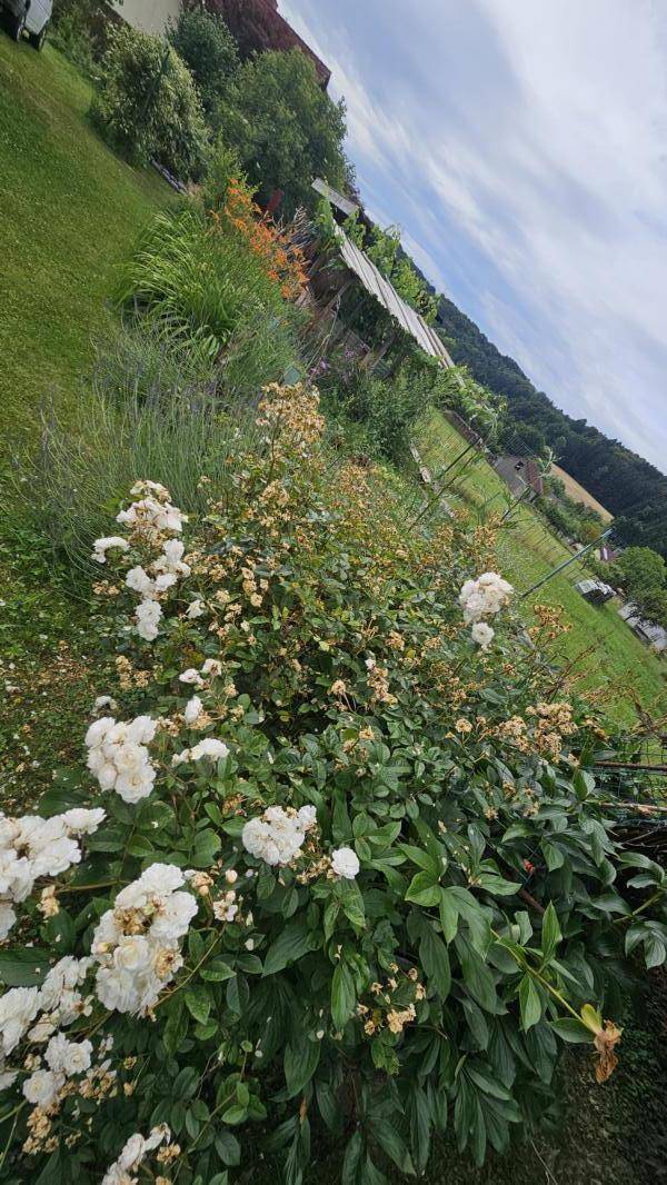 Weiße Rosenbüsche in einem weitläufigen Garten mit grünen Rasenflächen und Bäumen.