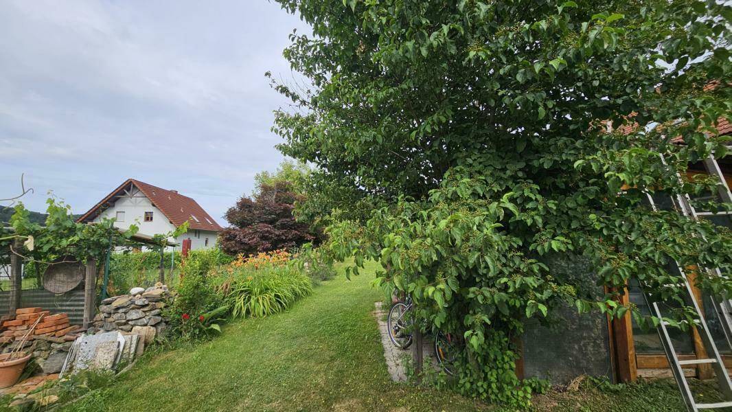 Grüner Gartenbereich mit einem großen Baum, Sträuchern und einem kleinen Weinberg im Hintergrund.