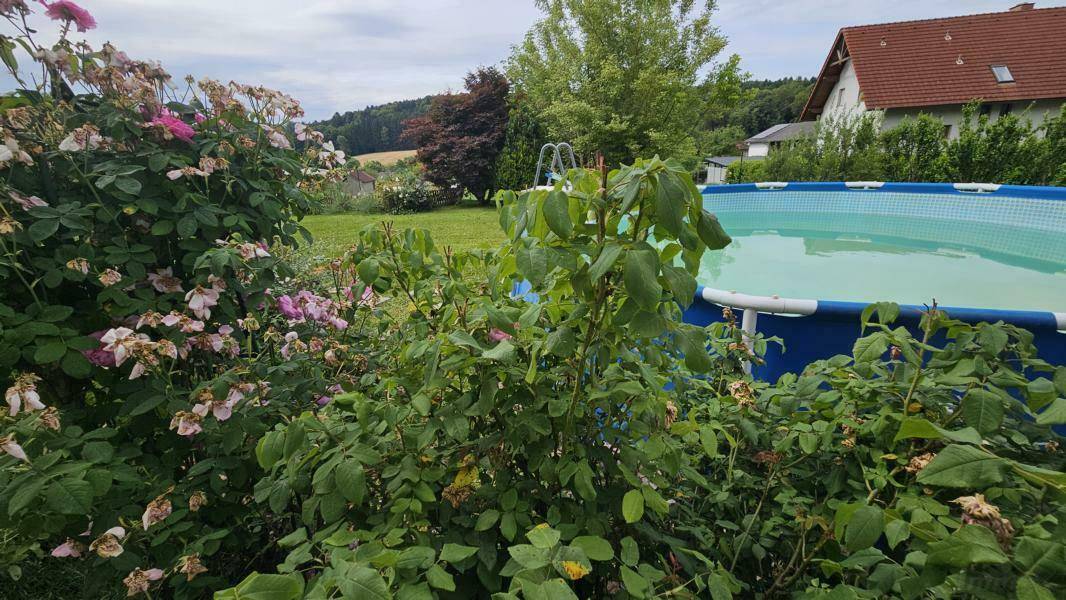 Üppige Gartenbepflanzung mit blühenden Sträuchern und einem Aufstellpool im Hintergrund.