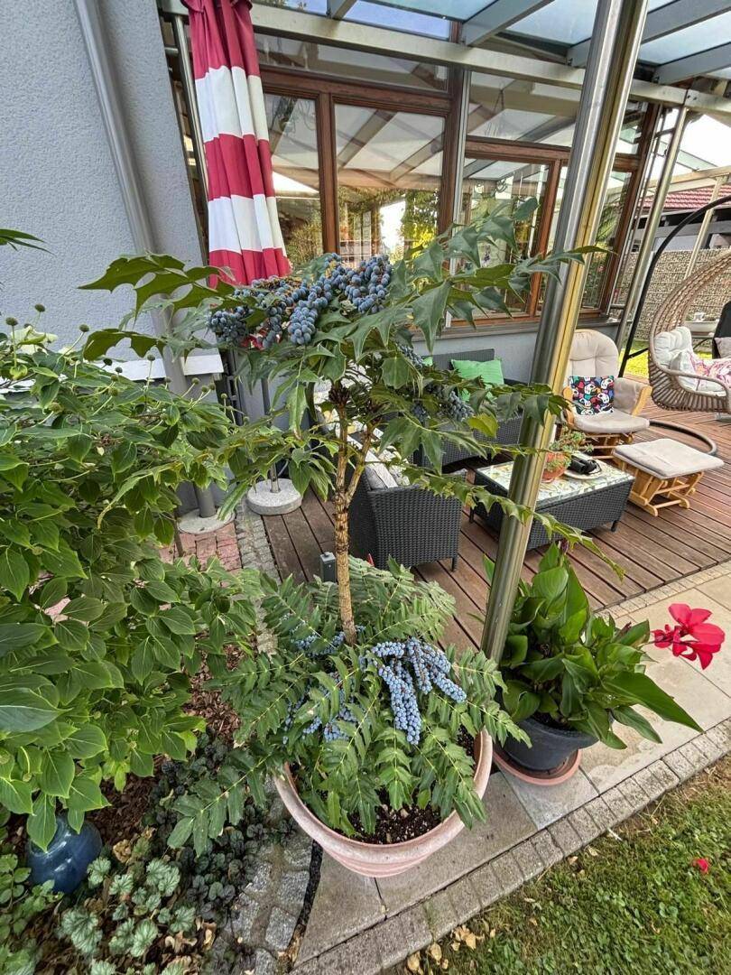 Sonnenterrasse mit mediterranem Flair