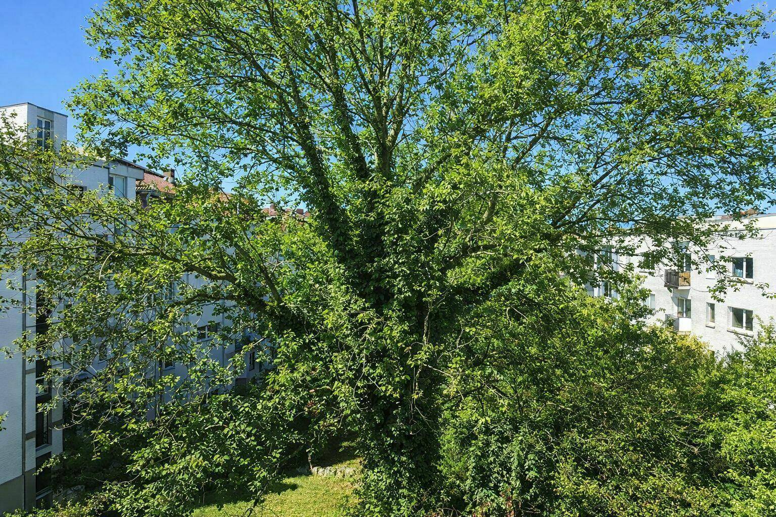 Üppige grüne Umgebung mit einem großen Baum und umliegenden Wohngebäuden, bietet eine ruhige und natürliche Atmosphäre.