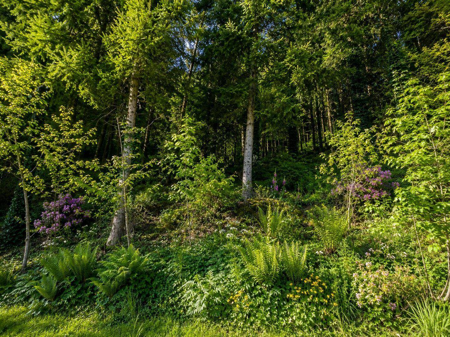 Dichter Waldhang mit üppiger Vegetation, Farnen und blühenden Wildblumen in der Natur.