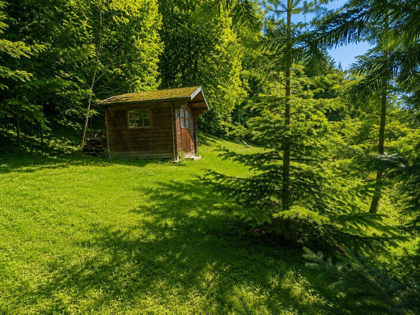 Naturbelassener Gartenbereich mit Holzschuppen, hohen Bäumen und viel Grün.