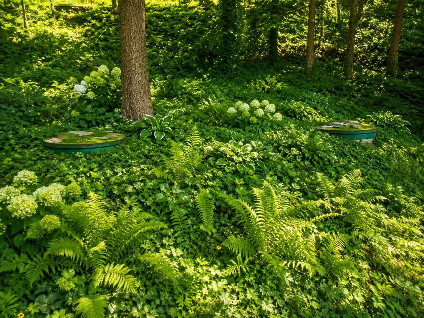 Üppiger, grüner Gartenbereich mit Farnen, Efeu und blühenden Hortensien unter hohen Bäumen.