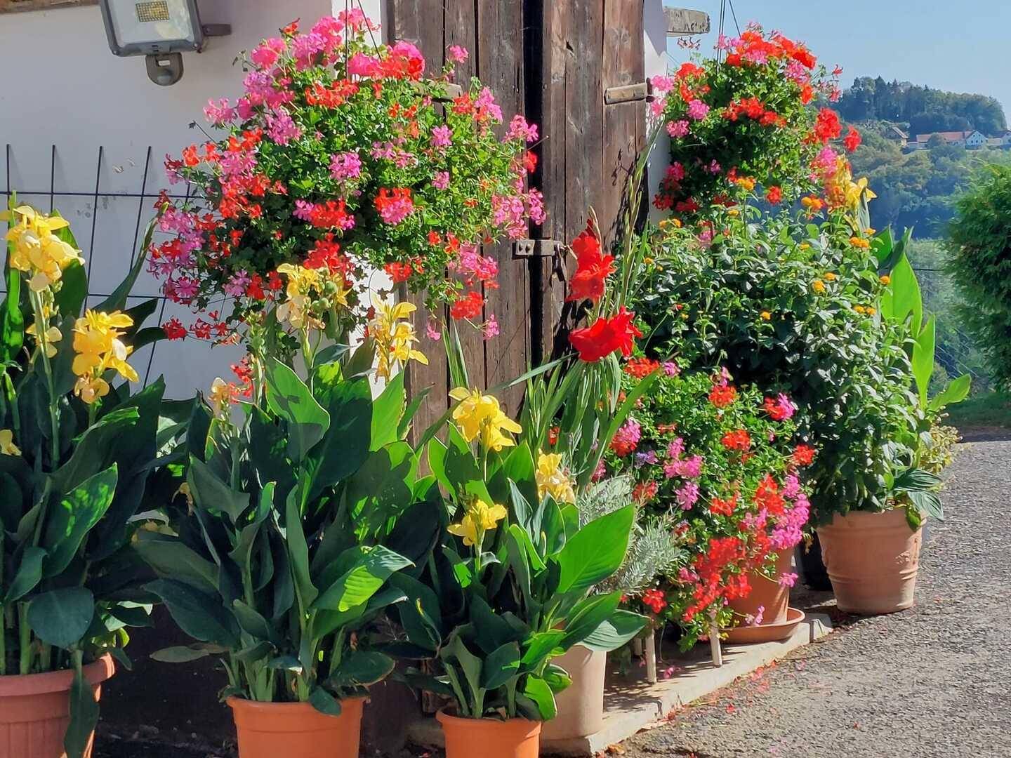 Außenbereich reich verziert mit zahlreichen Topfpflanzen und hängenden Blumen.