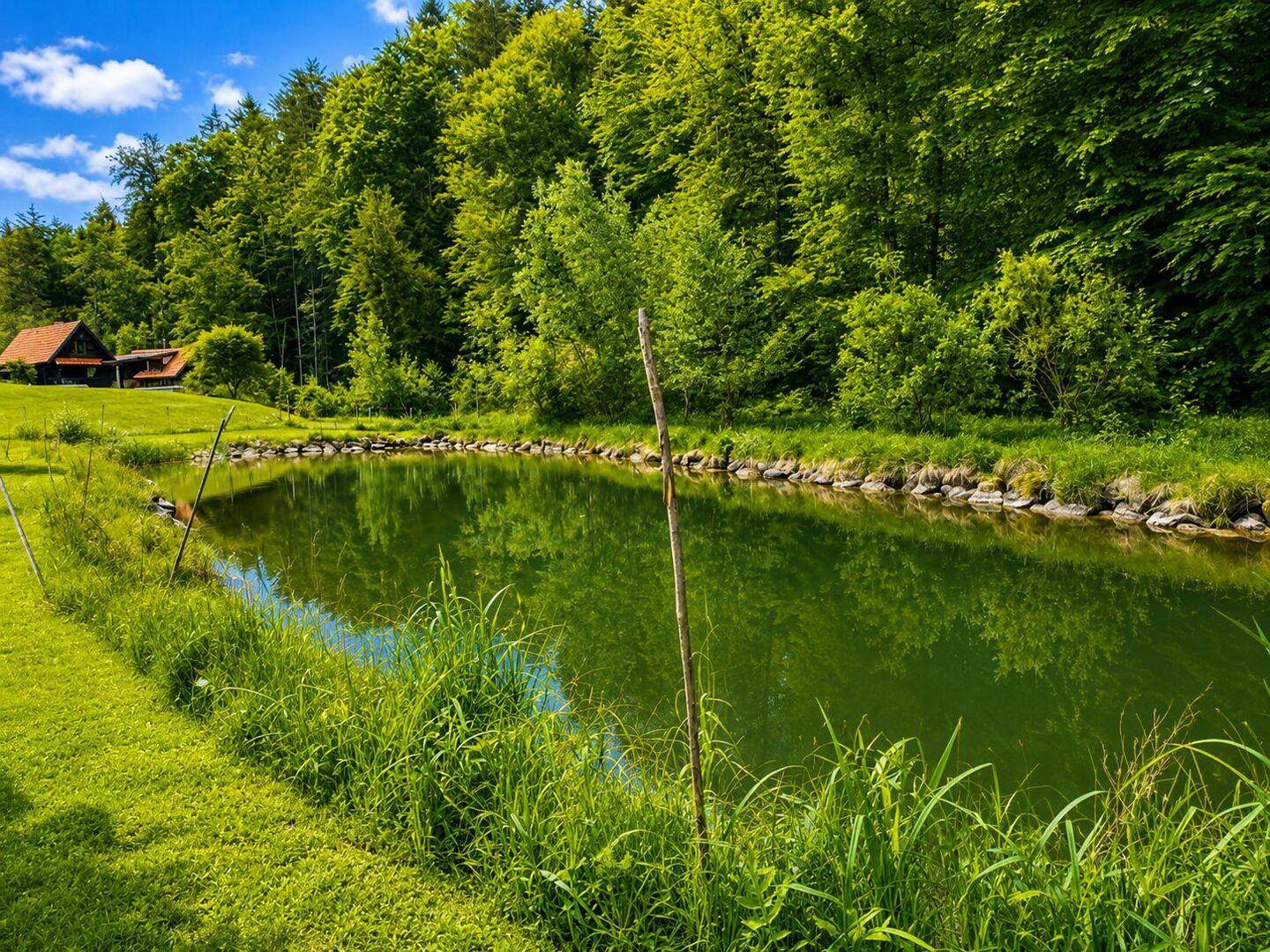 Natürlicher Teich umgeben von üppigem Grün und Bäumen unter blauem Himmel.