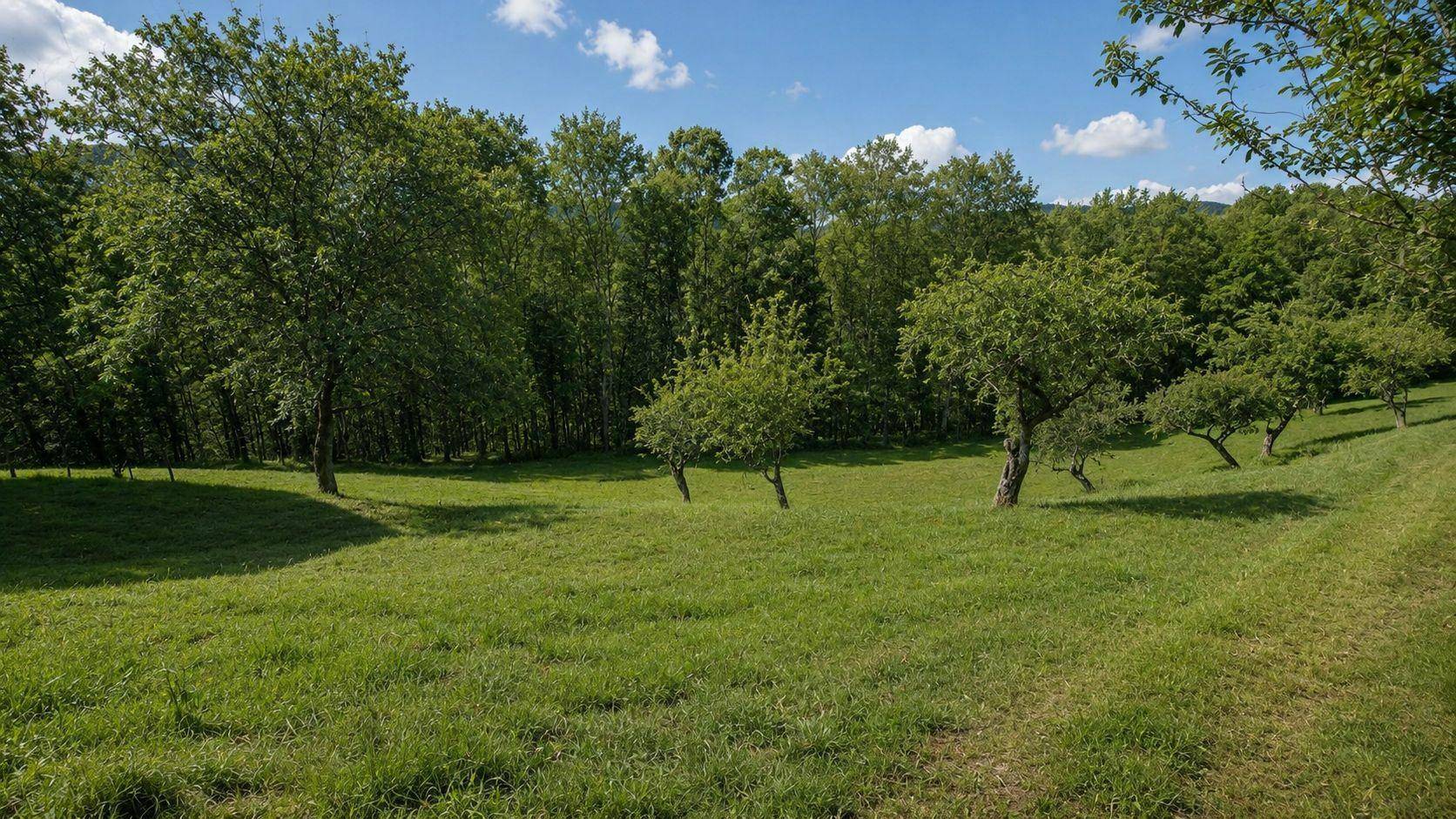 Grüne Wiese mit verstreuten Obstbäumen und einem Wald im Hintergrund.