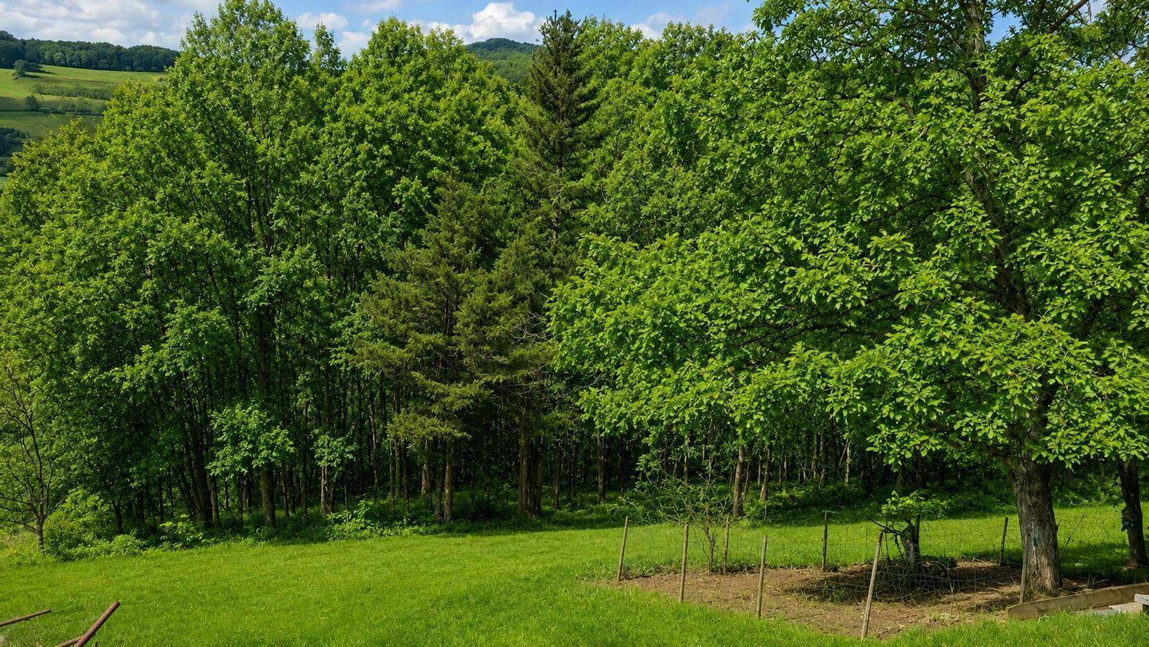Dichter Waldrand grenzt an eine weitläufige grüne Wiese unter blauem Himmel.