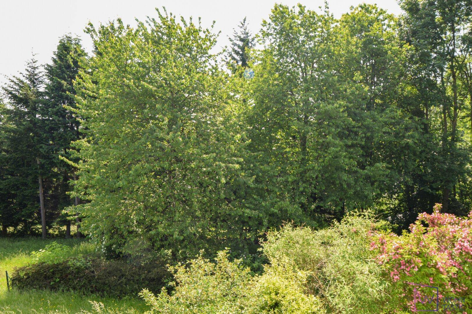 Ausblick in den eigenen Wald