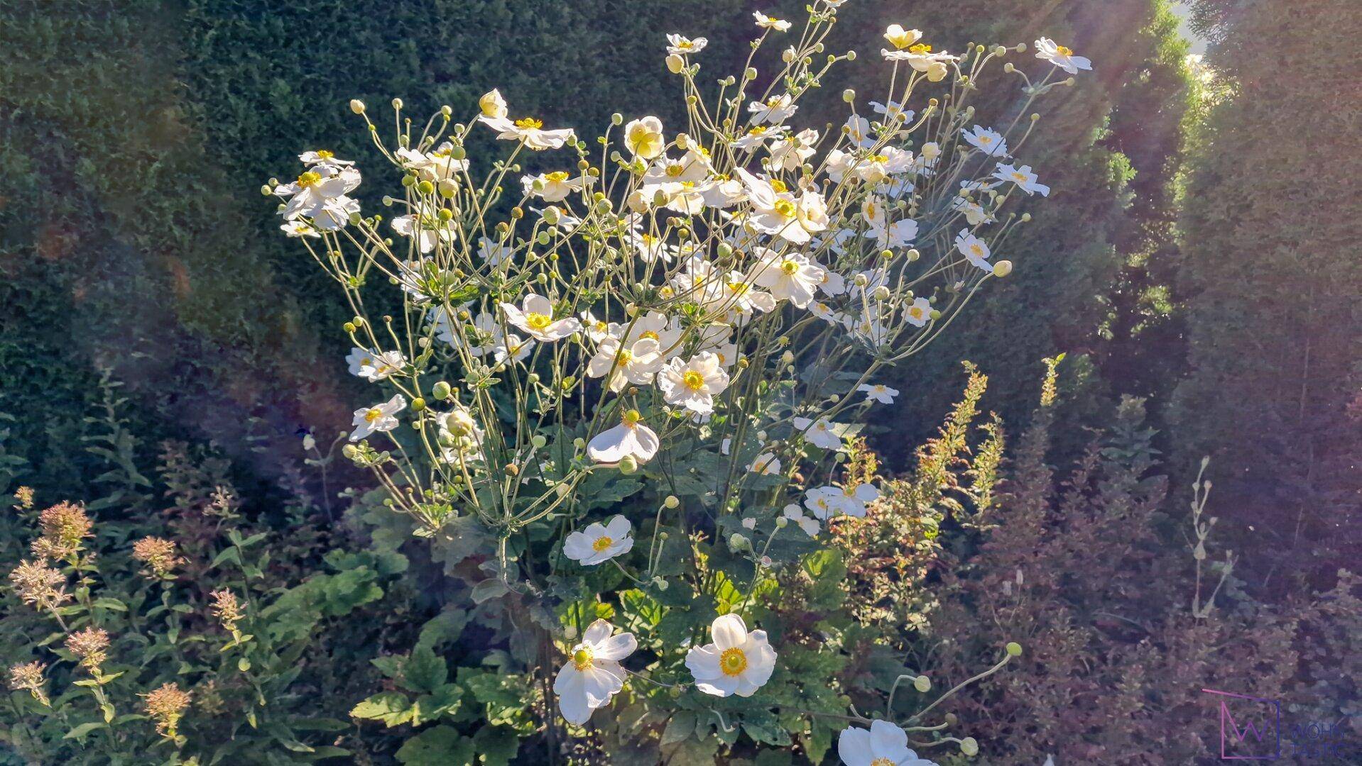 Blühende Impressionen.