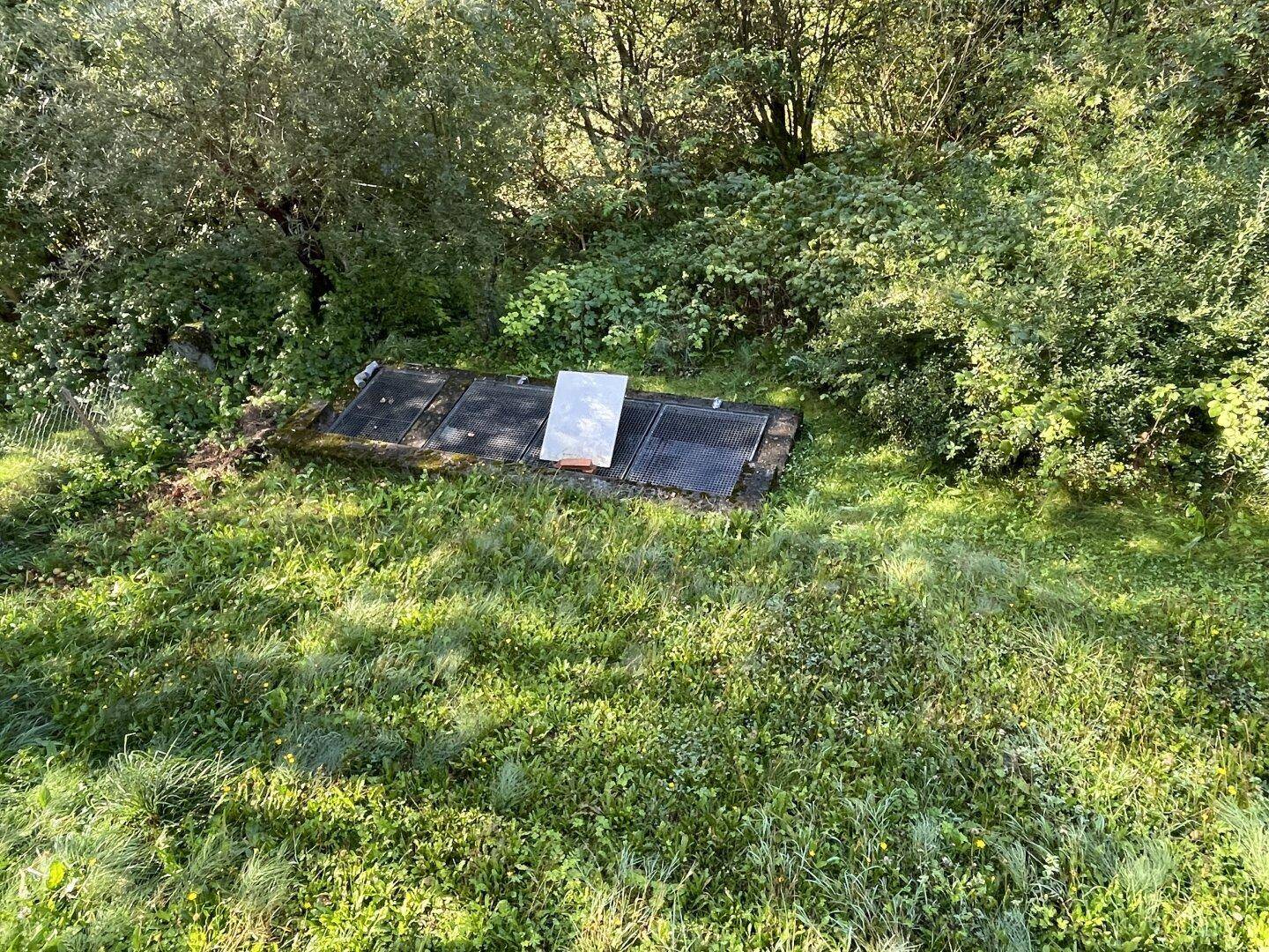 Überwachsener Gartenbereich mit Metallgittern und dichter Vegetation im Hintergrund.
