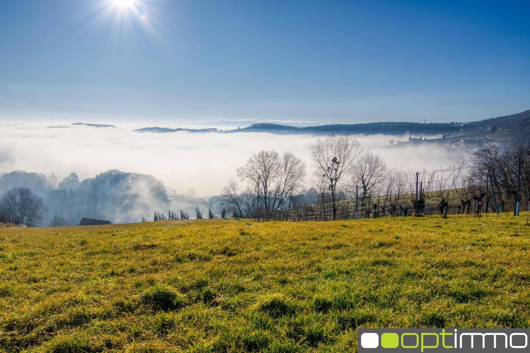 Weitläufige grüne Landschaft mit Weinreben und Nebel über den Tälern unter blauem Himmel.