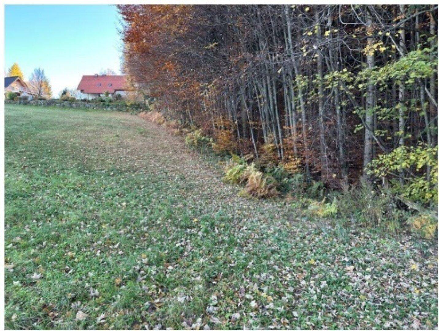 Eine grüne Wiese grenzt an einen Wald mit Herbstlaub, im Hintergrund sind Häuser zu sehen.