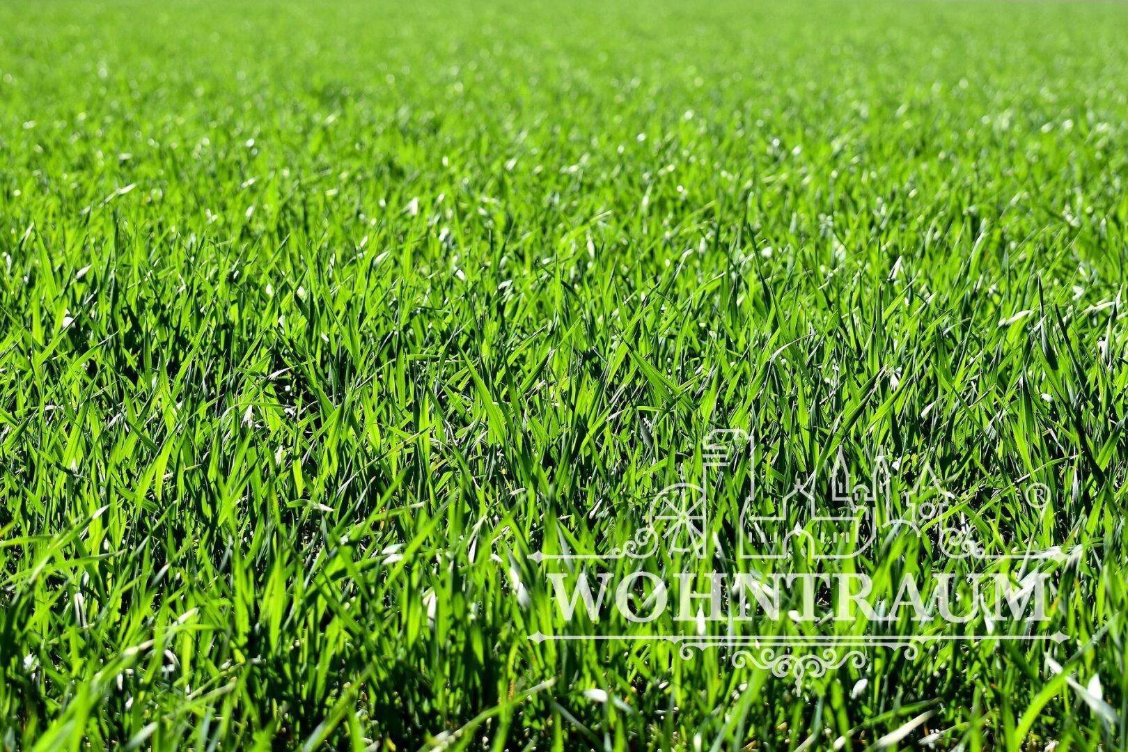 Sattes, grünes Grasfeld unter hellem Sonnenlicht, ideal für einen weitläufigen Gartenbereich.