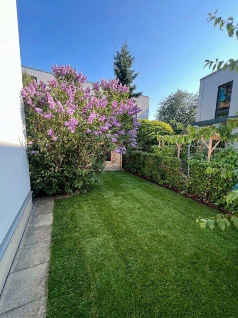 Schmaler Gartenstreifen mit Rasen, blühendem Fliederbusch und Hecke, der Privatsphäre bietet.