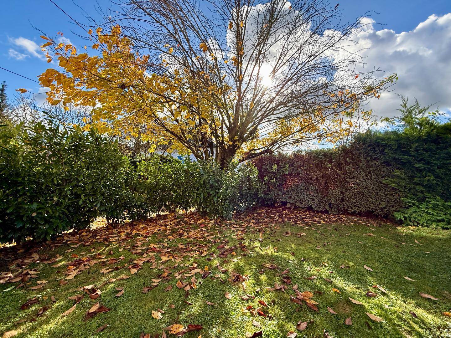 Herbstliche Gartenansicht mit einem Baum in leuchtenden Gelbtönen und Laub auf dem Rasen.