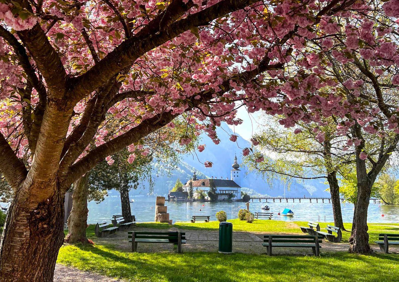 Malerischer Blick auf den See und die Inselkirche durch blühende Kirschbäume im Frühling.