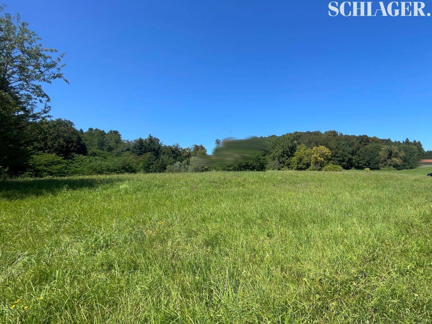 Sonnige, weitläufige Grünfläche mit dichter Baumreihe am Horizont, bietet Ruhe und Natur pur.