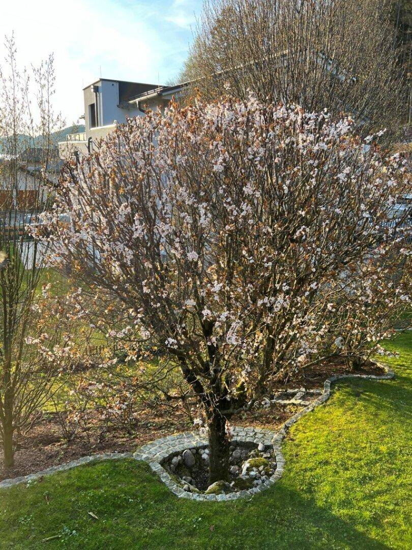 Blühender Baum in einem sonnigen Garten mit gepflegter Rasenfläche und Steinumrandung.