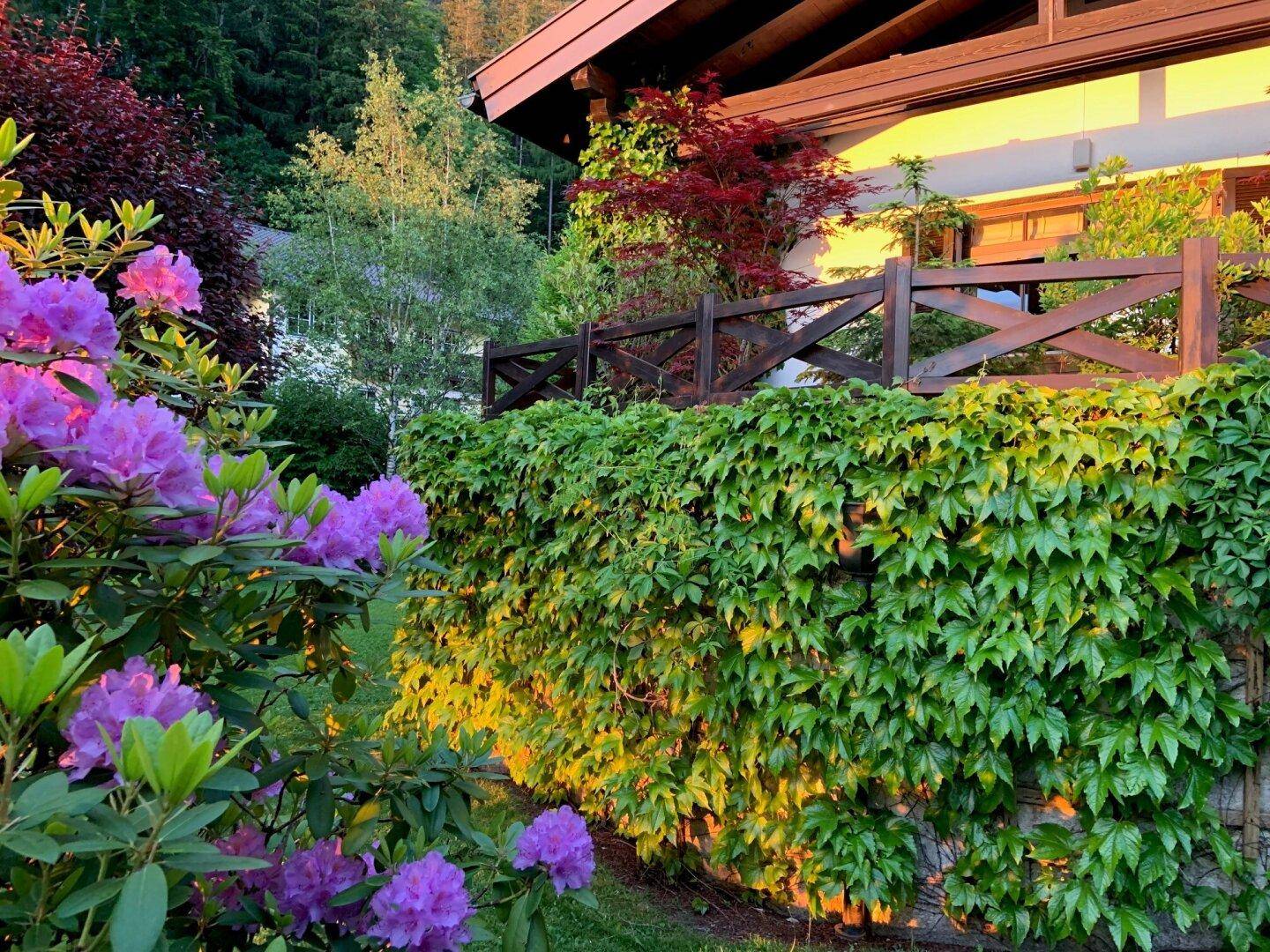 Farbenfroher Gartenbereich mit blühenden Rhododendren und einer bewachsenen Holzumzäunung im Sonnenlicht.