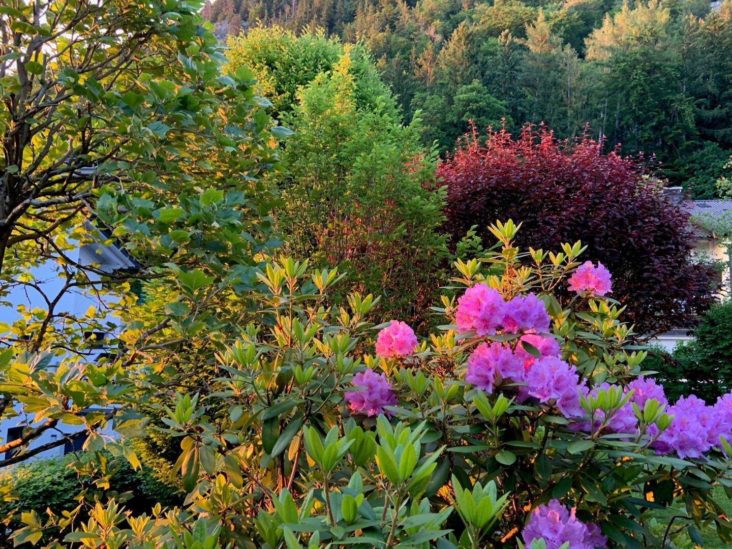 Üppiger Garten mit leuchtenden Rhododendren und Blick auf die bewaldeten Berge im Hintergrund bei Sonnenuntergang.