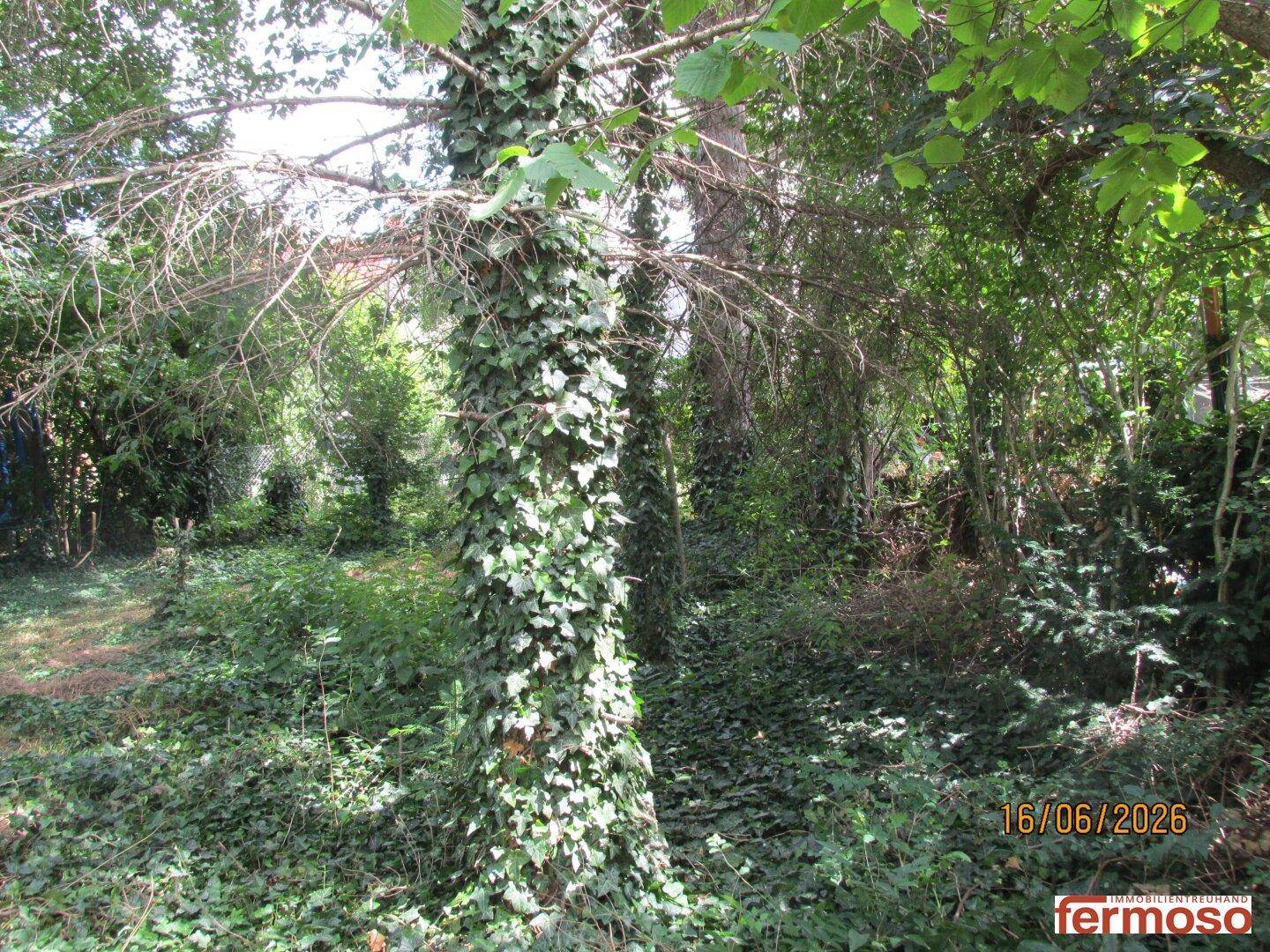 Baumstamm dicht mit Efeu bewachsen, umgeben von üppigem Grün und natürlicher Vegetation.