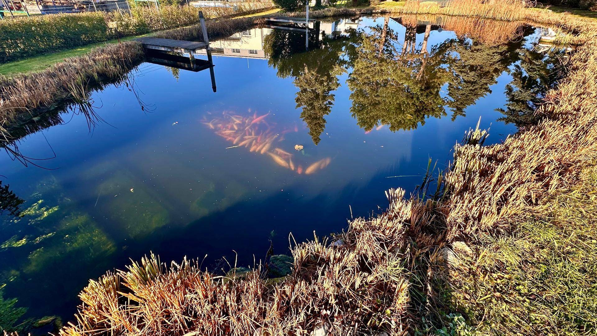 Natürlicher Gartenteich mit Holzsteg und üppiger Ufervegetation unter blauem Himmel.