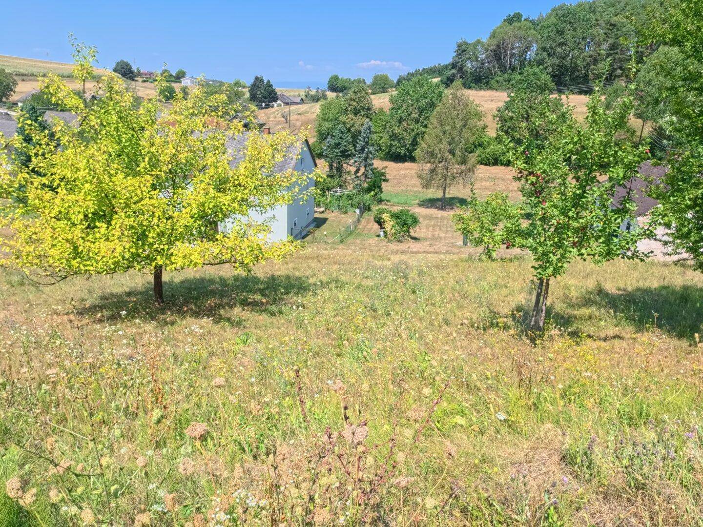 Idyllische Wiesenlandschaft mit Wildblumen und Blick auf das entfernte Wohnhaus.