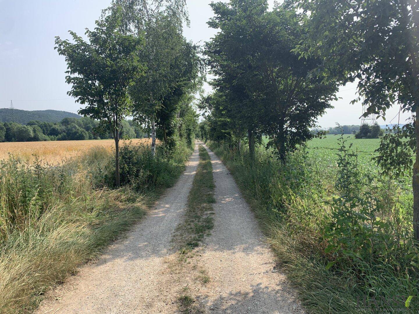 Ein unbefestigter Weg führt durch eine ländliche Landschaft, begrenzt von Bäumen und Feldern auf beiden Seiten.