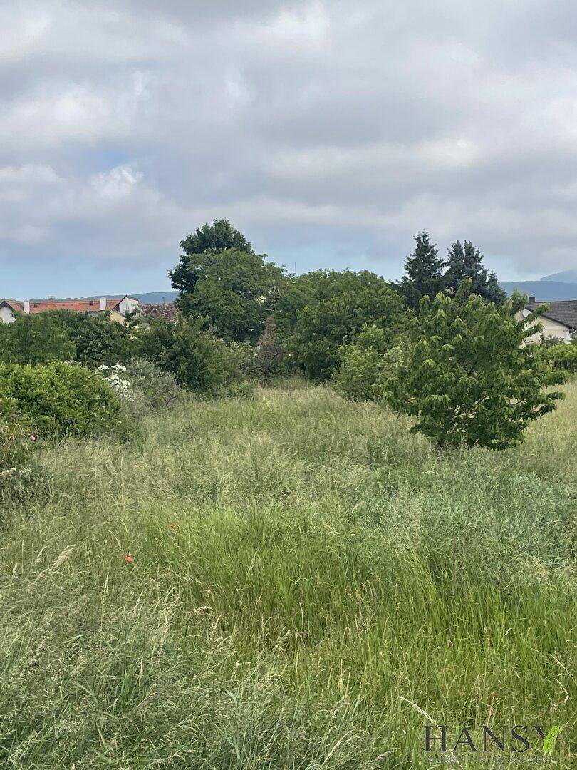 Verwildertes Grasfeld mit Bäumen und Häusern in der Ferne unter bewölktem Himmel.