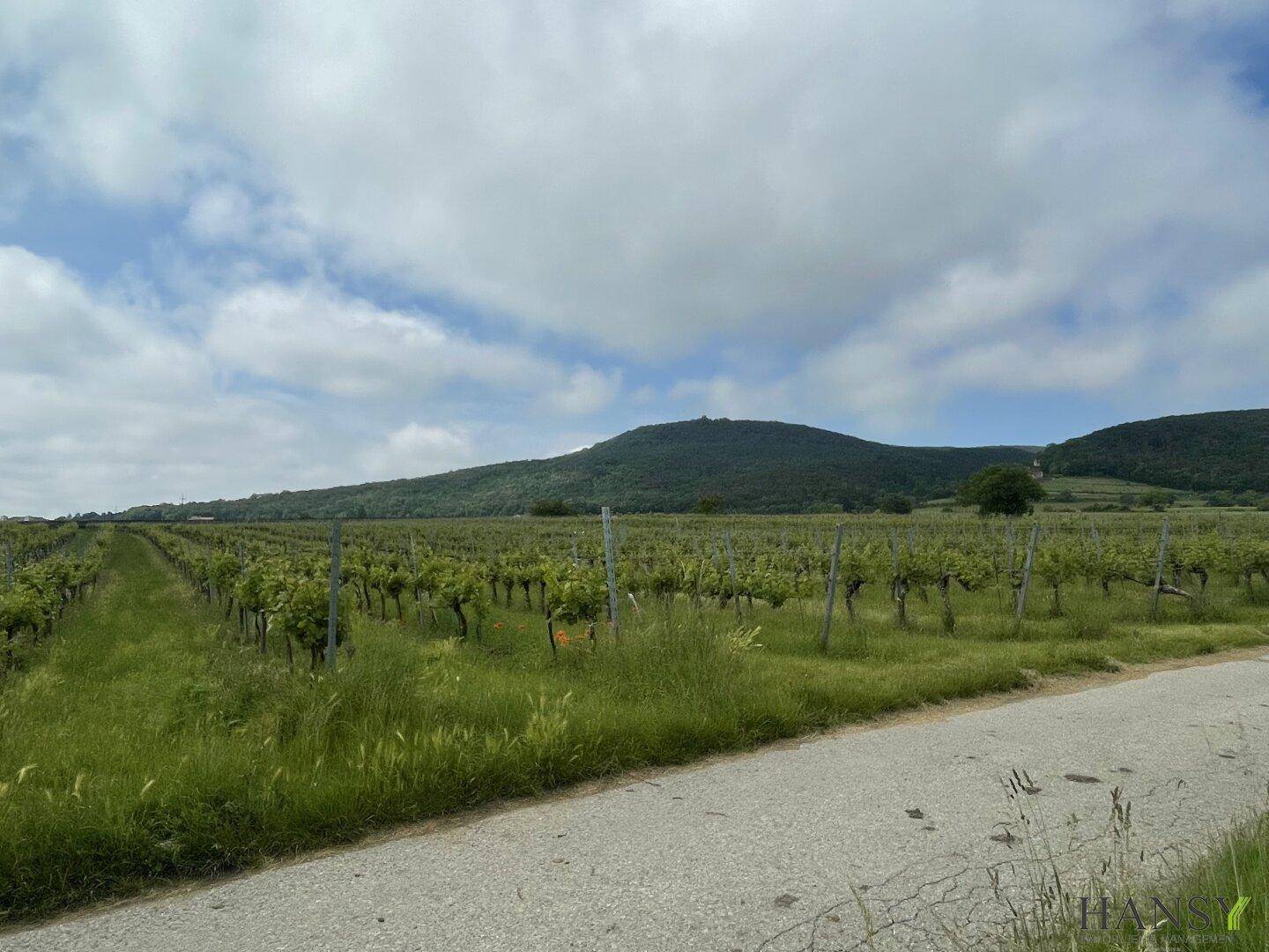 Feldweg entlang von Weinbergen mit einem bewaldeten Berg im Hintergrund unter bewölktem Himmel.