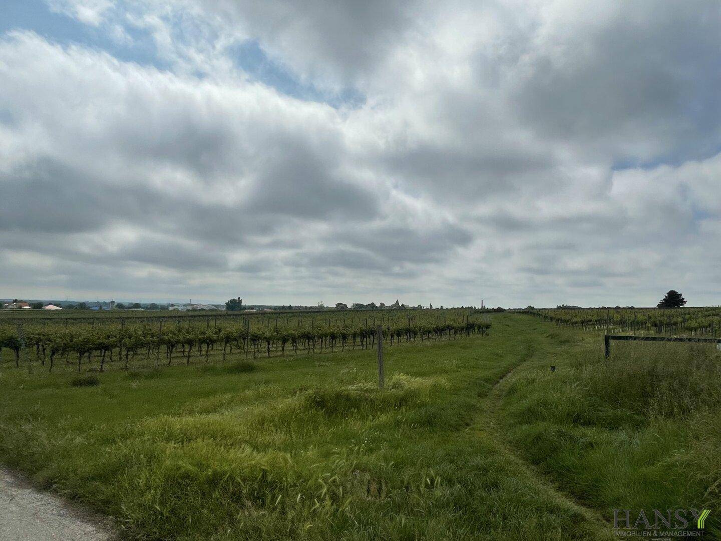 Weitläufige Weinberge und grüne Felder unter einem dramatisch bewölkten Himmel.