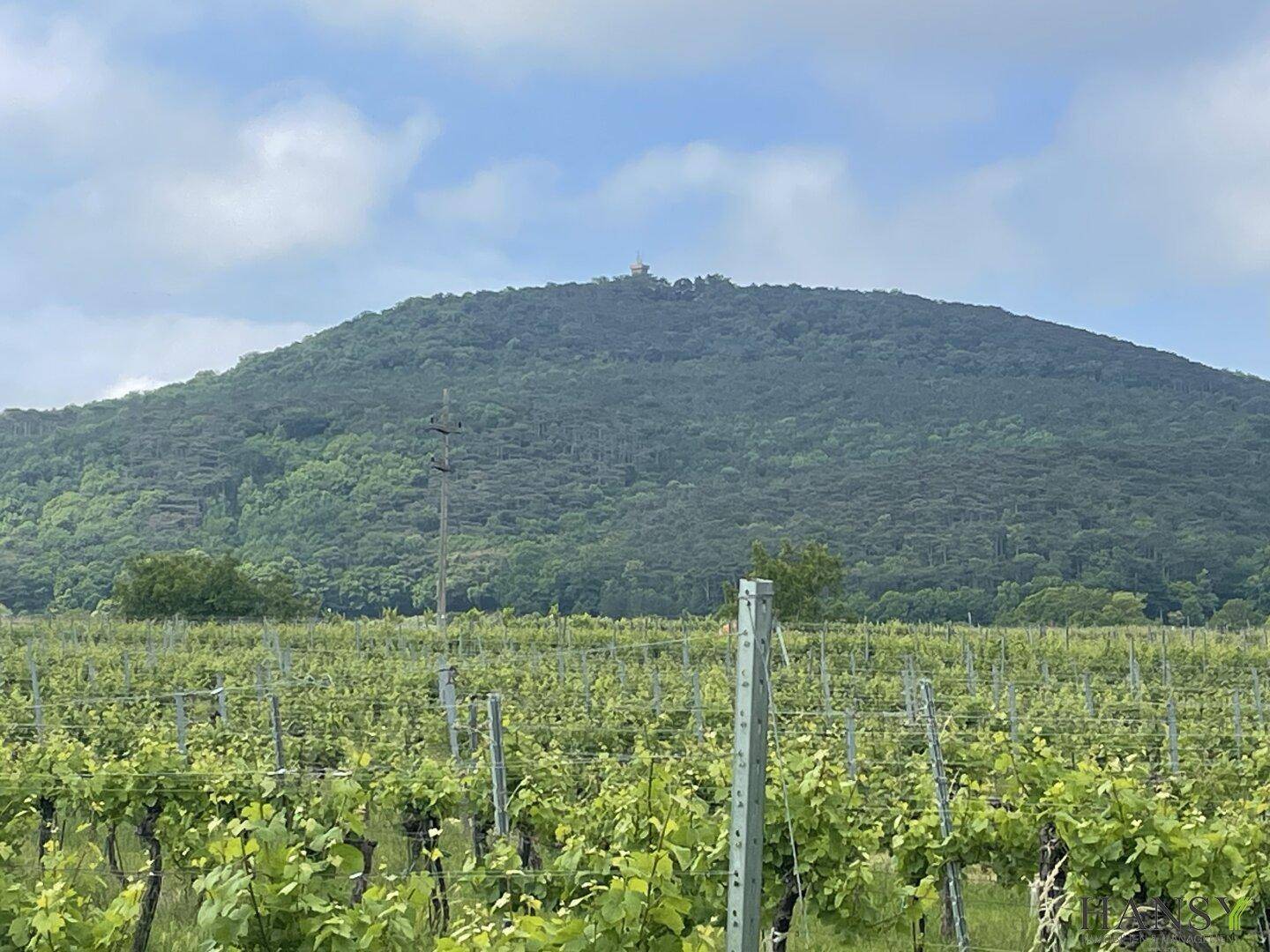 Weinberge im Vordergrund mit einem bewaldeten Berg und leicht bewölktem Himmel.