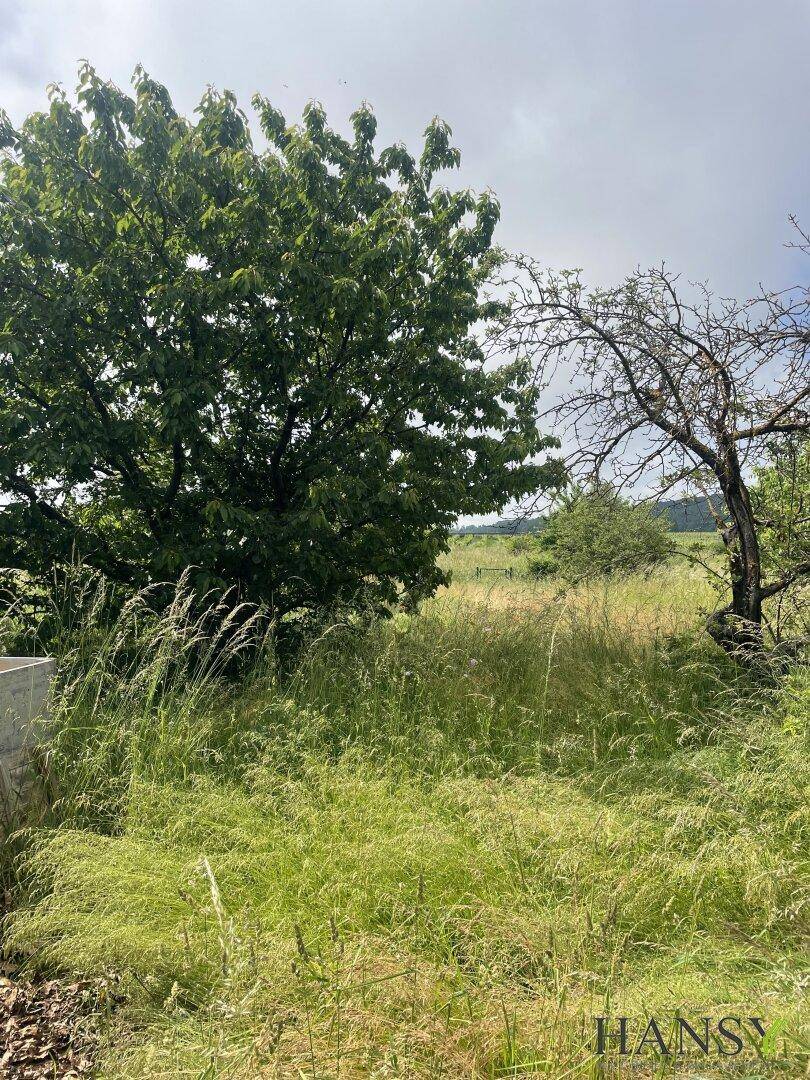 Verwilderte Grasfläche mit einem großen Baum und einem kahlen Baum unter bewölktem Himmel.