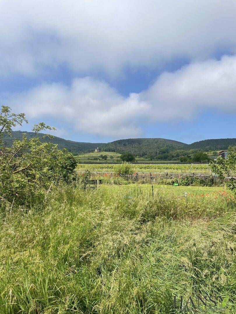 Weite Graslandschaft mit sanften Hügeln und Weinbergen im Hintergrund unter blauem Himmel.