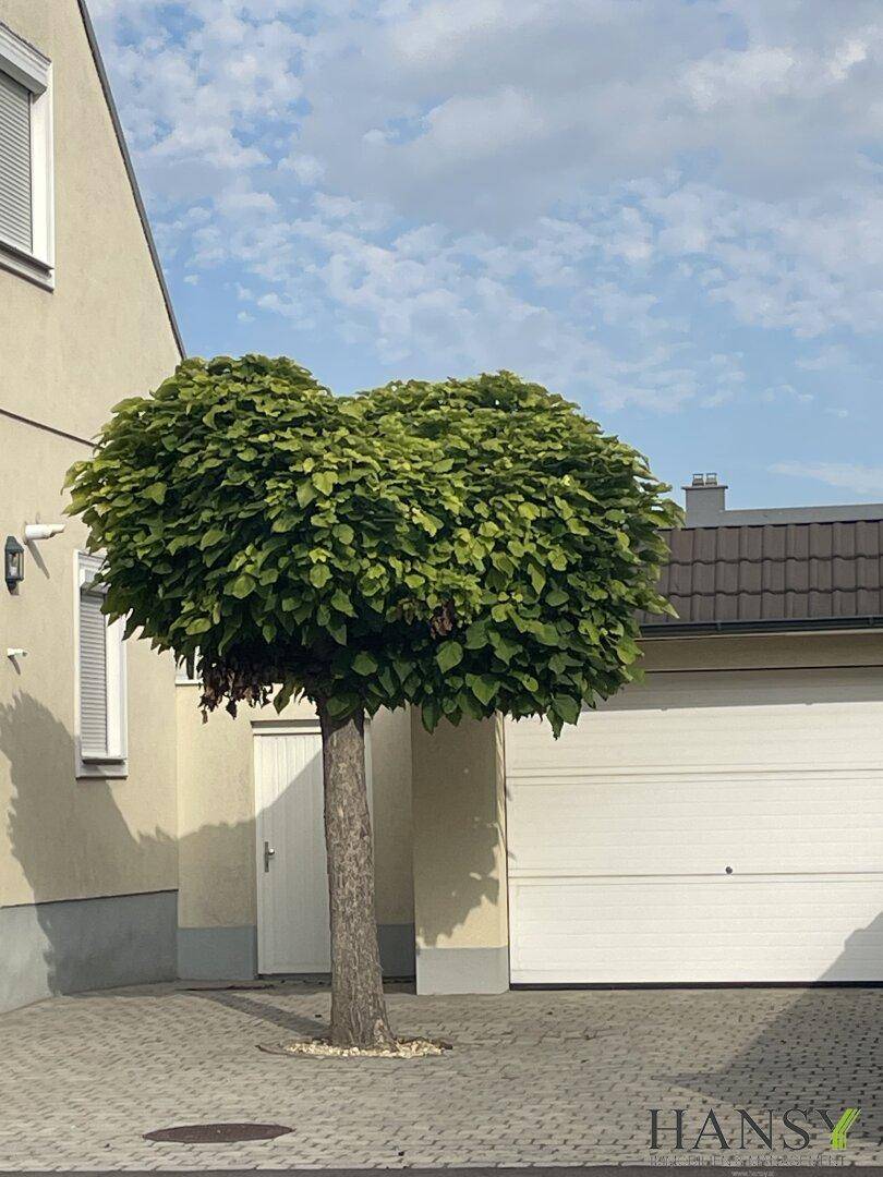 Nahaufnahme des Baumes und der Garagentür an der gepflasterten Einfahrt.