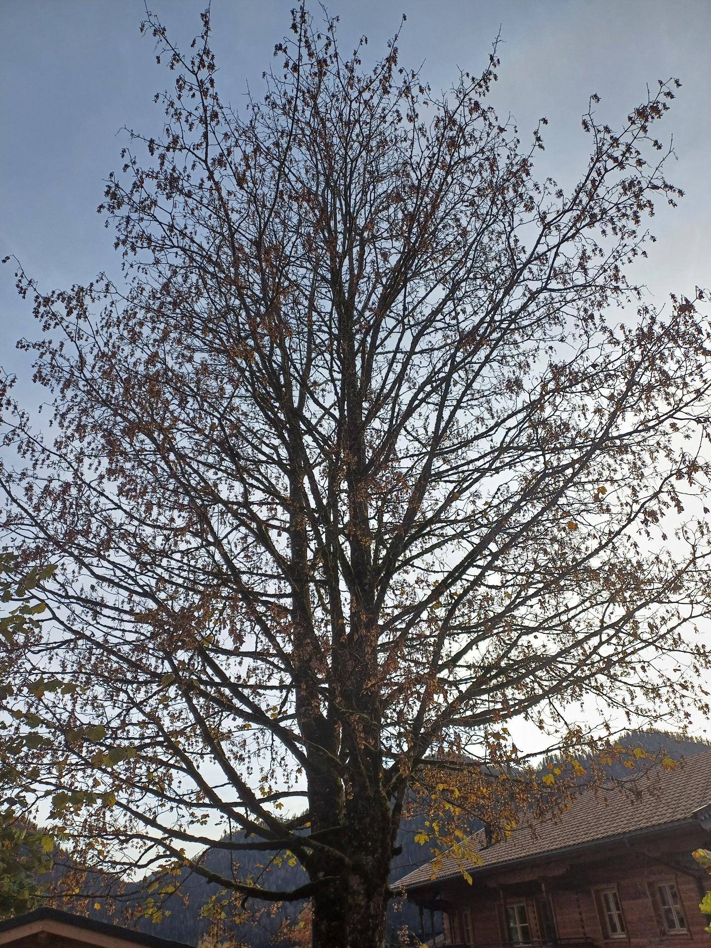 Hoher Baum mit herbstlichem Laub und einem Hausdach im Hintergrund.