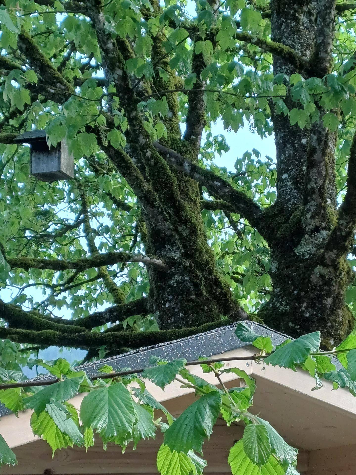Vogelhaus in einem moosbewachsenen Baum mit frischem grünen Laub.