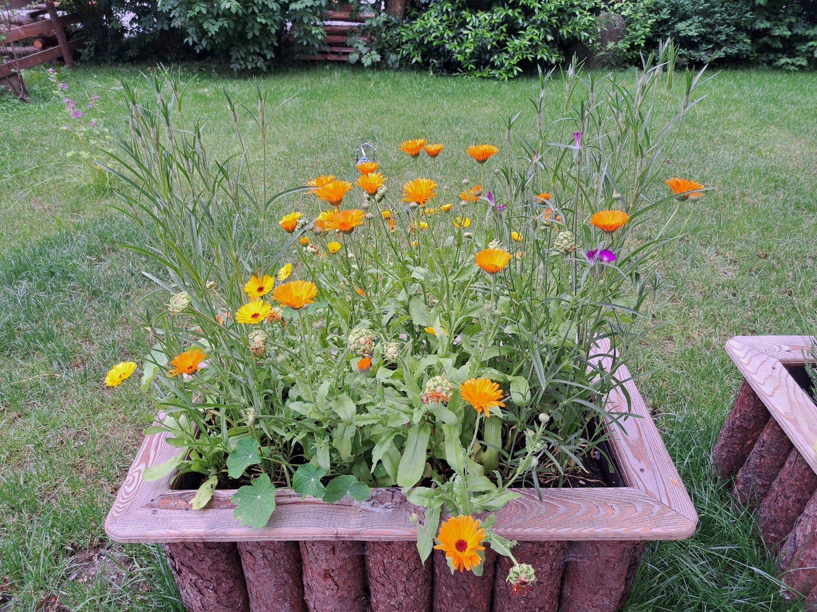 Blumenbeet mit leuchtend orangefarbenen Ringelblumen in einem rustikalen Holztopf.