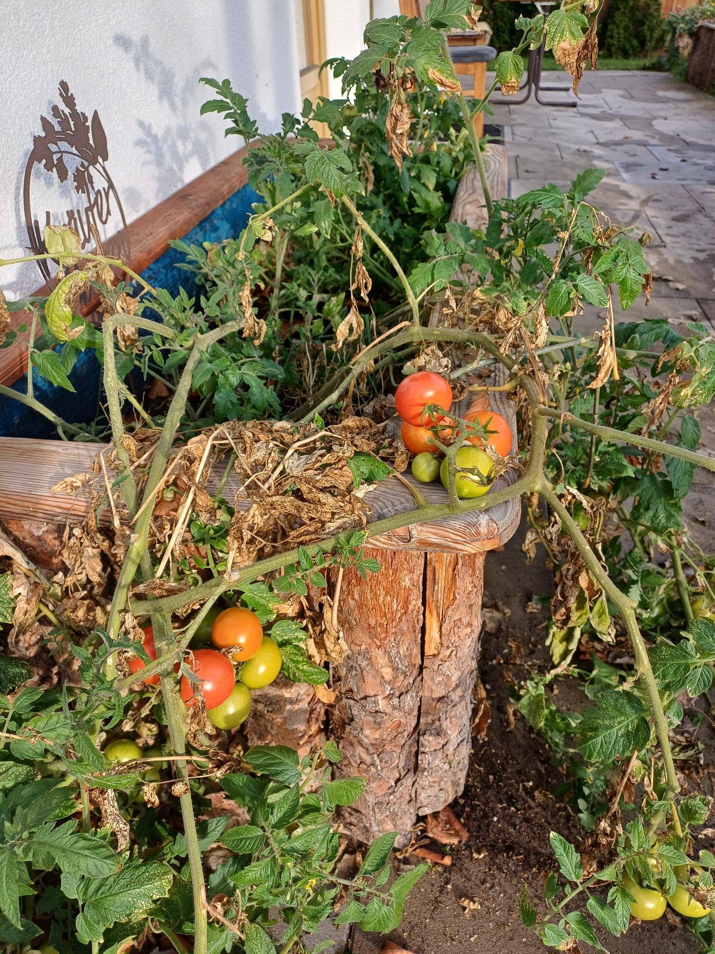 Tomatenpflanzen mit reifen und unreifen Früchten in einem erhöhten Beet aus Holz.