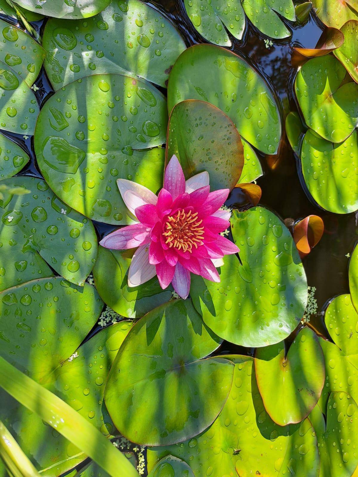 Nahaufnahme einer rosa Seerose auf einem Teich mit grünen Blättern.