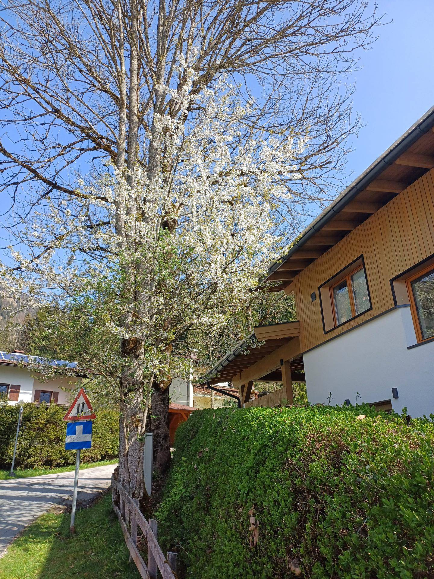 Hausfassade mit Holzverkleidung und blühendem Baum im Frühling, umgeben von Hecken.