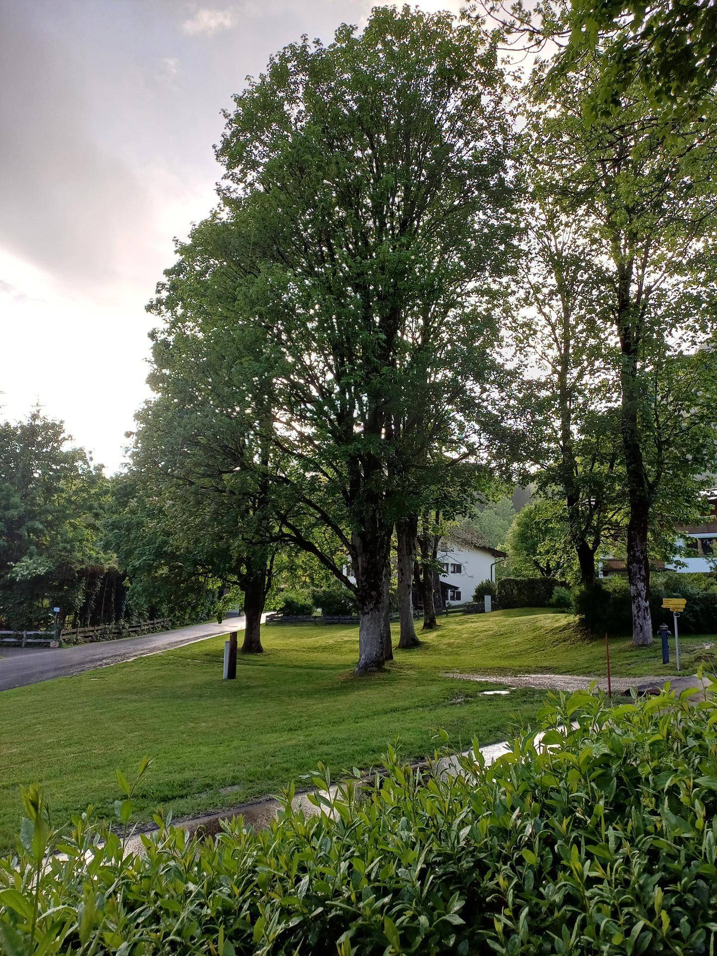 Große Bäume auf einer grünen Wiese mit einem Haus im Hintergrund unter bewölktem Himmel.