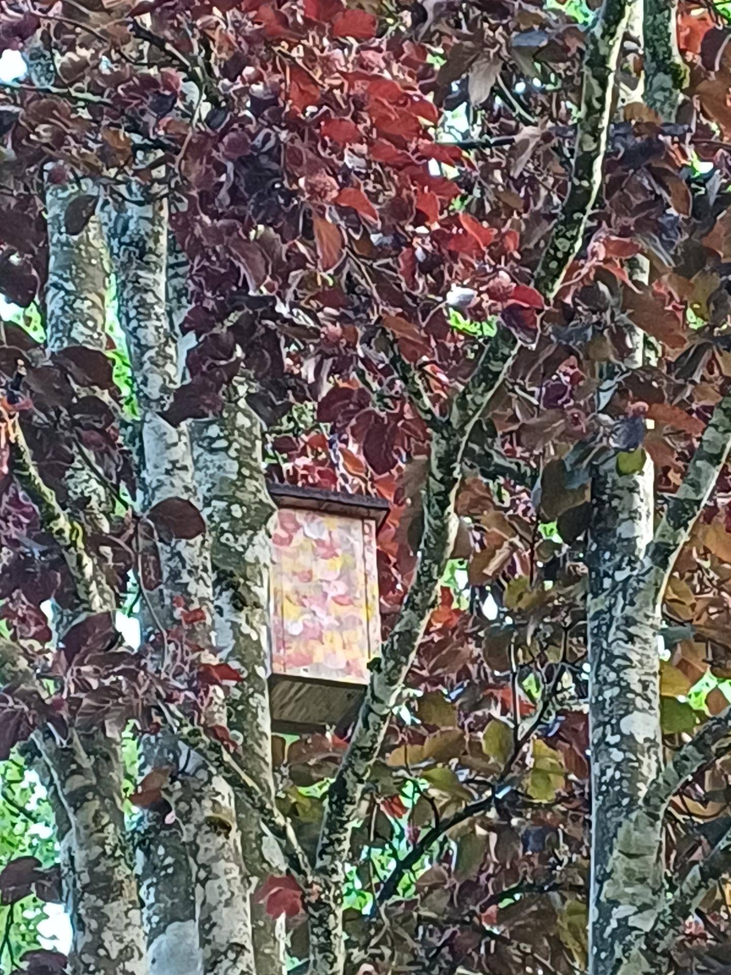 Vogelhaus in einem Baum mit roten Blättern, umgeben von dichtem Laub.