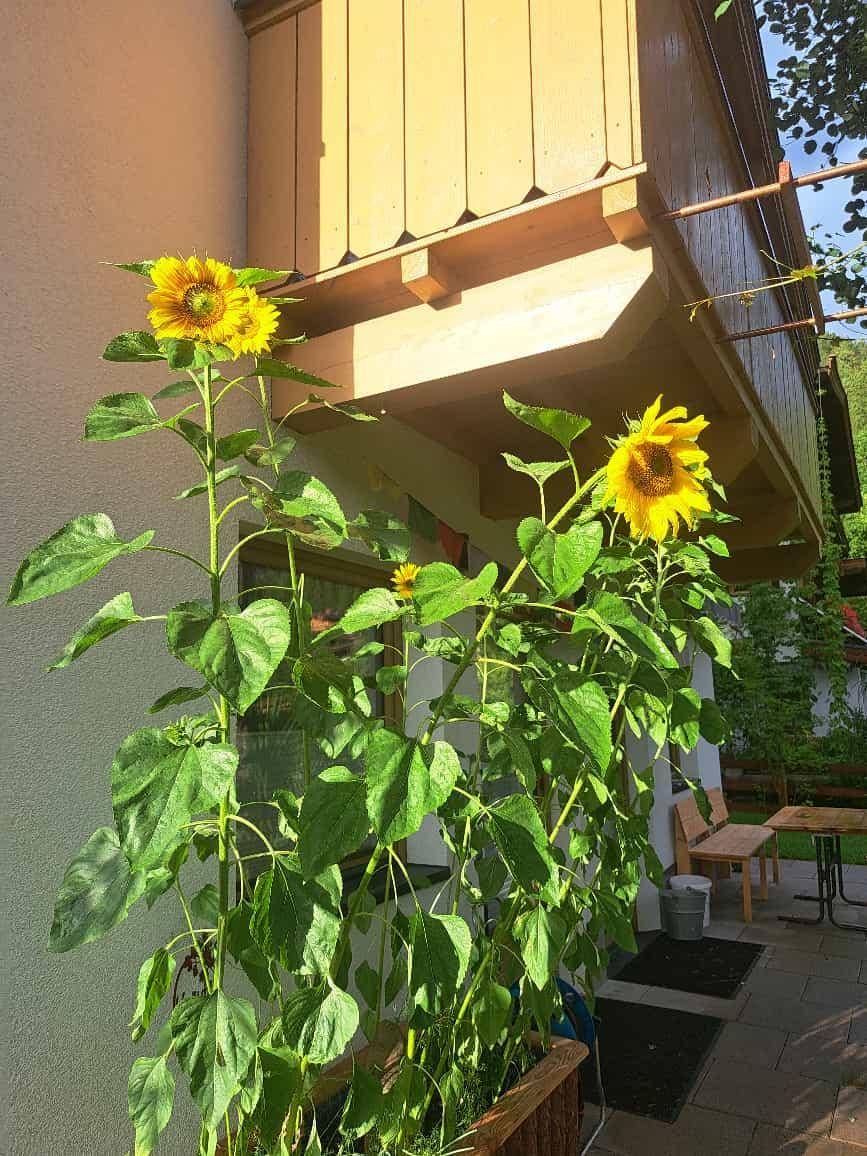 Sonnenterrasse mit großen Sonnenblumen und einem Holztisch mit Bänken.